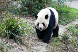 乔治：莱昂纳德和哈登会吸引很多防守 这让我打得更自在